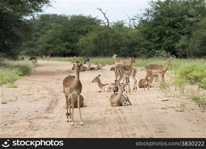 impala on the sand road kruger national park south africa
