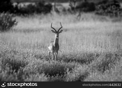 Impala ram starring at the camera in black and white in the Chobe National Park, Botswana.