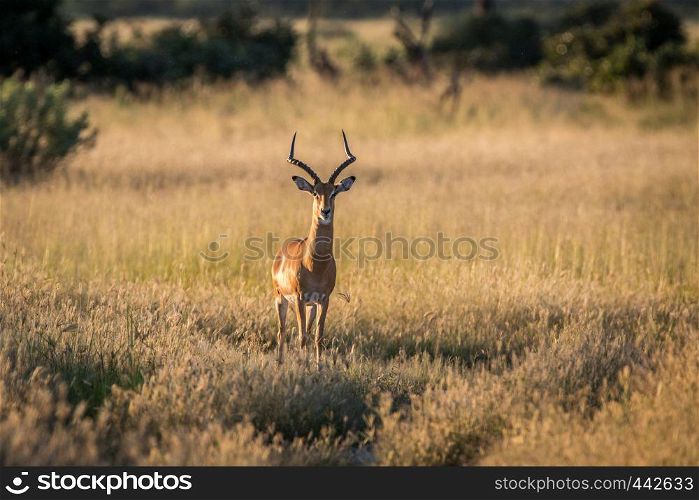 Impala ram starring at the camera in the Chobe National Park, Botswana.