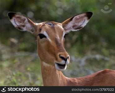 Impala South Africa. Impala Close up Mammal in Kruger National Park in South Africa
