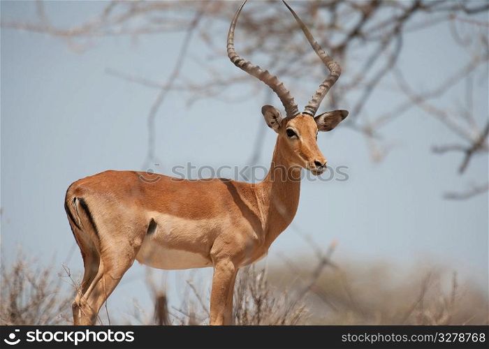 Impala wildlife in Kenya