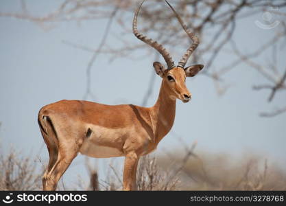 Impala wildlife in Kenya