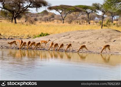 Impalas in a row along a waterhole . Impalas in a row along a waterhole in Tarangire Park in Tanzania