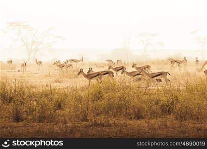 Impalas in african national park