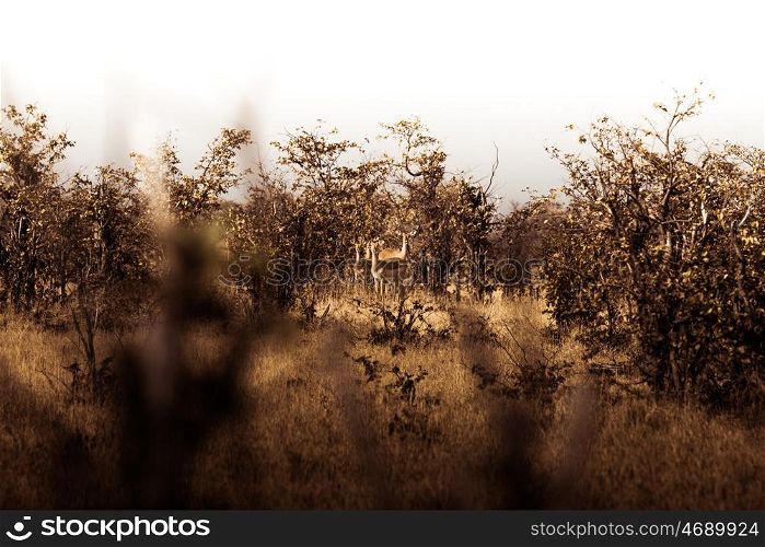 Impalas spotted in Distance