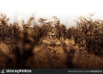 Impalas spotted in Distance
