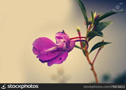 Impatiens balsamina L. Impatiens balsamina. Garden Balsam is most common Balsam grown as a garden plant in India. It is an annual plant