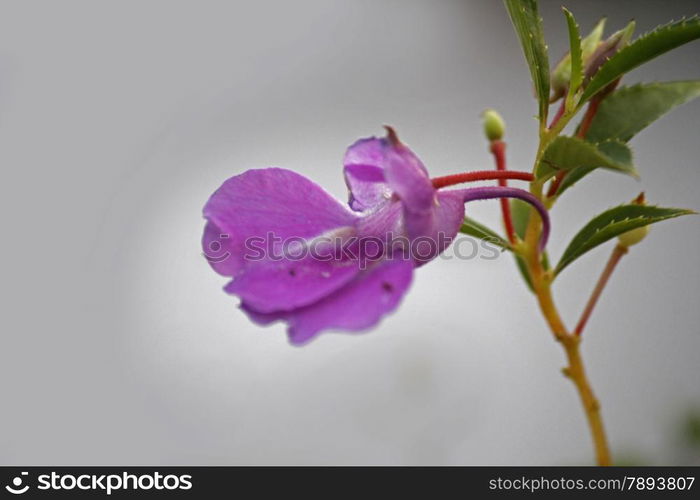 Impatiens balsamina L. Impatiens balsamina. Garden Balsam is most common Balsam grown as a garden plant in India. It is an annual plant