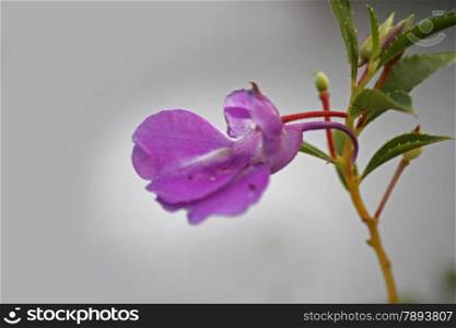 Impatiens balsamina L. Impatiens balsamina. Garden Balsam is most common Balsam grown as a garden plant in India. It is an annual plant