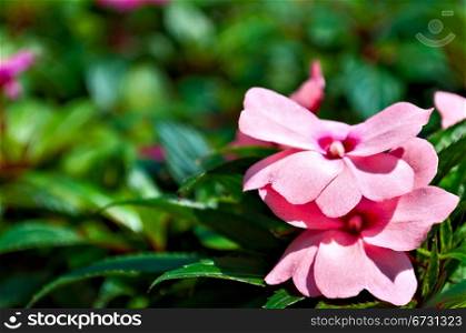 Impatiens flower - may be used as a background for calendar etc.