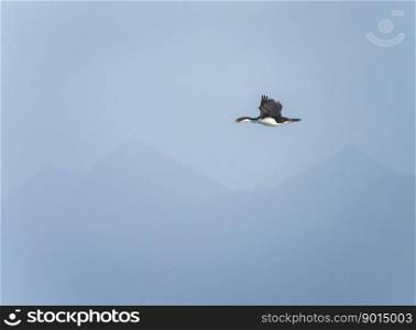 Imperial Cormorant or shag flying by misty headlands of Cape Horn in Chile. Imperial Shag or Cormorant flying by Cape Horn in Chile