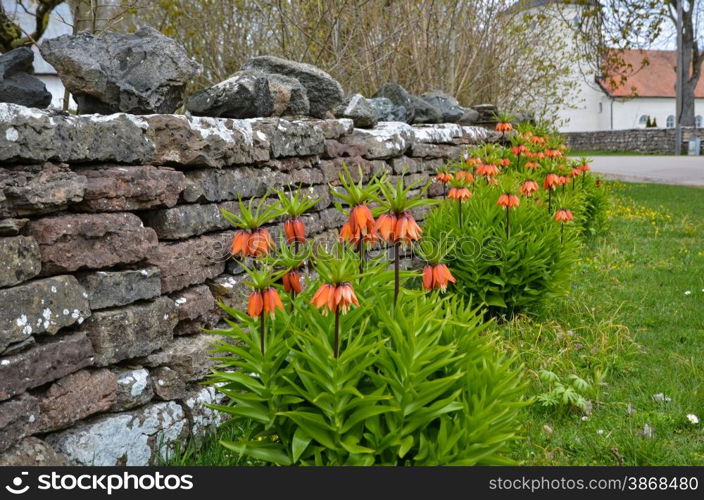 Imperial crowns flowers in a group by an old stone wall