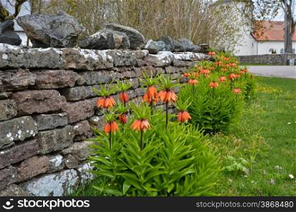 Imperial crowns flowers in a group by an old stone wall