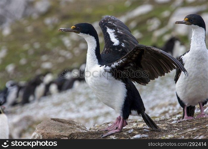 Imperial Shags  Phalacrocorax atriceps albiventer  in the Falkland Islands.