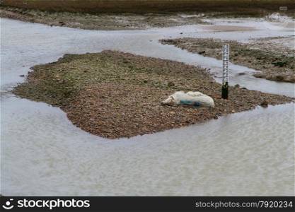 Implying floods, dead sheep lies on gravel bank by water level gauge.