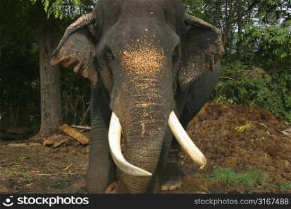 Impressive bull elephant at the Pinnawela Elephant Orphanage, Sri Lanka