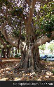 impressive ficus tree trunk