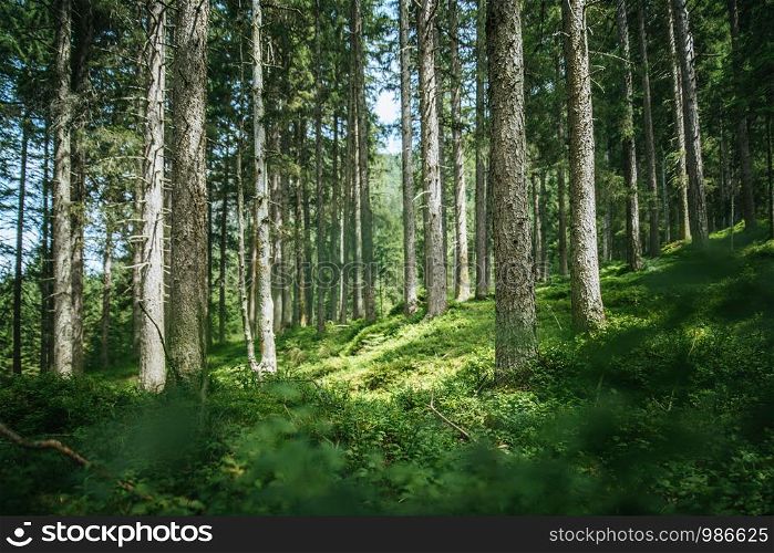 Impressive spruce trees in the forest, spirituality and wood therapy