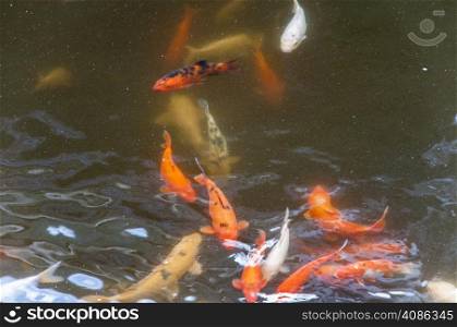 in a Japanese koi pond where they were made ??to eat