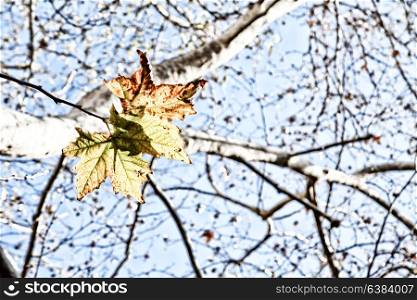 in a park the leaves of autumn like nature concept and background