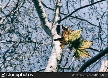in a park the leaves of autumn like nature concept and background