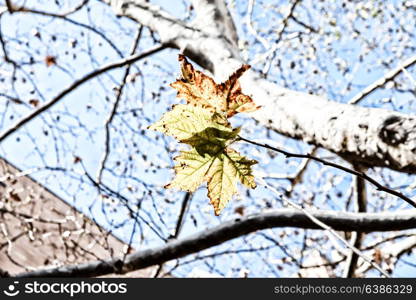 in a park the leaves of autumn like nature concept and background