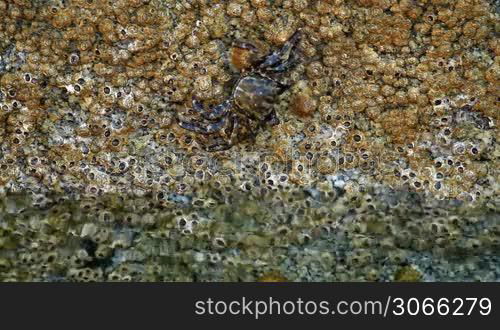 In a rock a crab eating