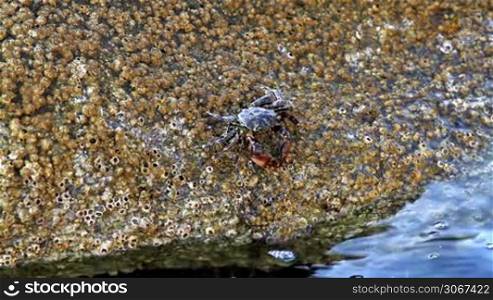 In a rock crabs eating
