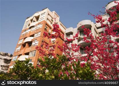 In a sunny day, the cherry blossoms are so beautiful with apartment.