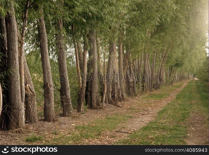 in agriculture a well know way to protect the crops is to place a line of trees at the fields edge.