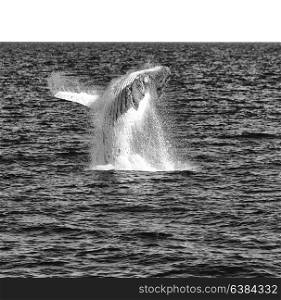 in australia a free whale in the ocean like concept of freedom