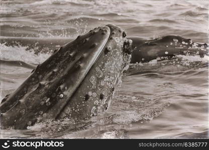 in australia a free whale in the ocean like concept of freedom