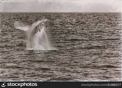 in australia a free whale in the ocean like concept of freedom