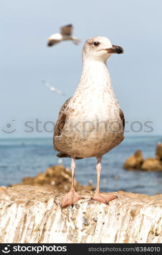 in australia a white free seagull flying in the clear sky