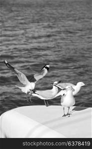 in australia catamaran deck lots of free seagull near the sea