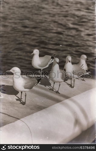 in australia catamaran deck lots of free seagull near the sea