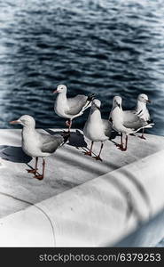 in australia catamaran deck lots of free seagull near the sea