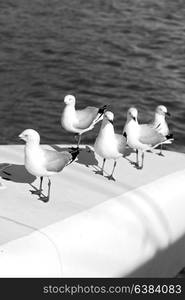 in australia catamaran deck lots of free seagull near the sea