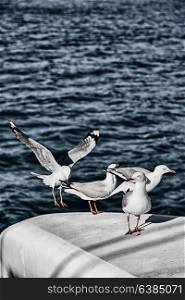 in australia catamaran deck lots of free seagull near the sea