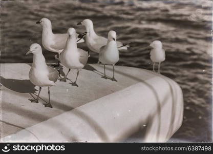 in australia catamaran deck lots of free seagull near the sea