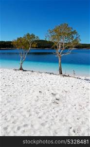 in australia lake mckenzie tourism tree and relax in the paradise