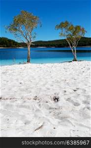 in australia lake mckenzie tourism tree and relax in the paradise