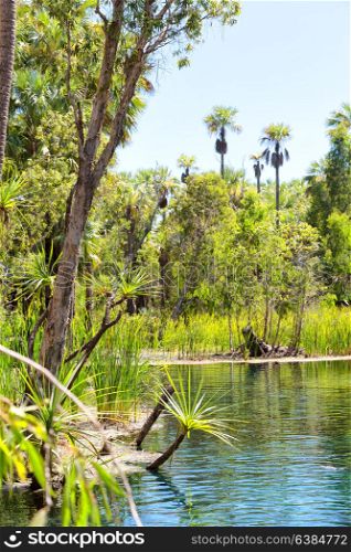 in australia mataranka river the palm and the lake in the nature