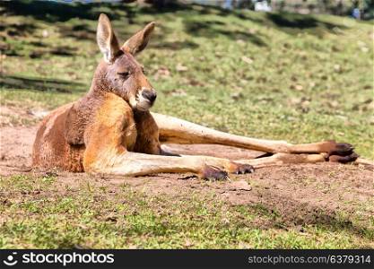 in australia natuarl park close up of the kangaroo near bush