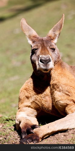 in australia natuarl park close up of the kangaroo near bush