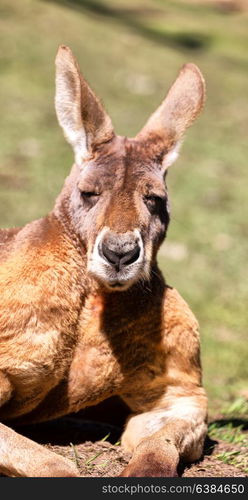 in australia natuarl park close up of the kangaroo near bush