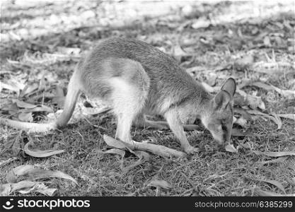 in australia natuarl park close up of the kangaroo near bush