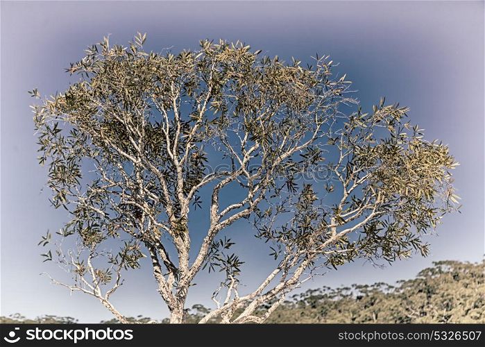 in australia outback the tree and leaf in the clear sky