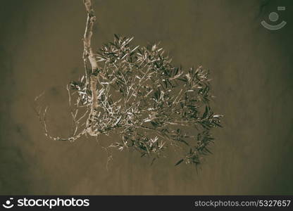 in australia outback the tree and leaf in the clear sky