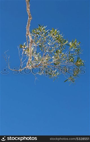 in australia outback the tree and leaf in the clear sky
